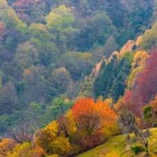 La Foresta del Cansiglio »
