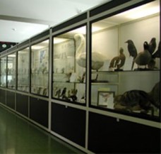 Il Museo di Storia Naturale dell'Alpago