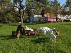 Azienda Agricola La Schirata di Vibani Carla