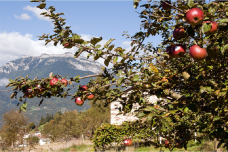 Azienda Agricola Cuor di Prussia di Moretton Devid