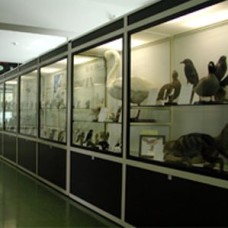 Il Museo di Storia Naturale dell'Alpago